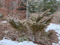 Juniperus communis depressa