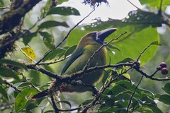 Aulacorhynchus prasinus