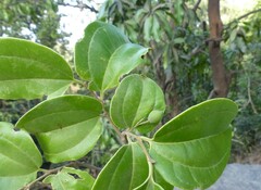 Celtis timorensis