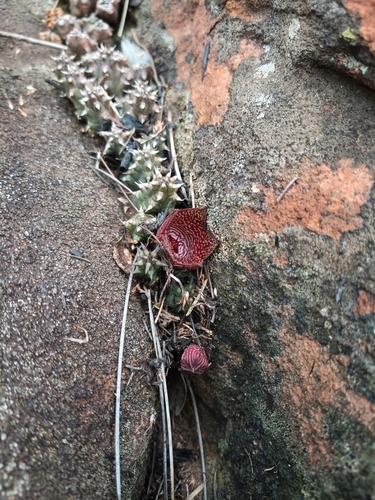 Ceropegia whitesloaneana