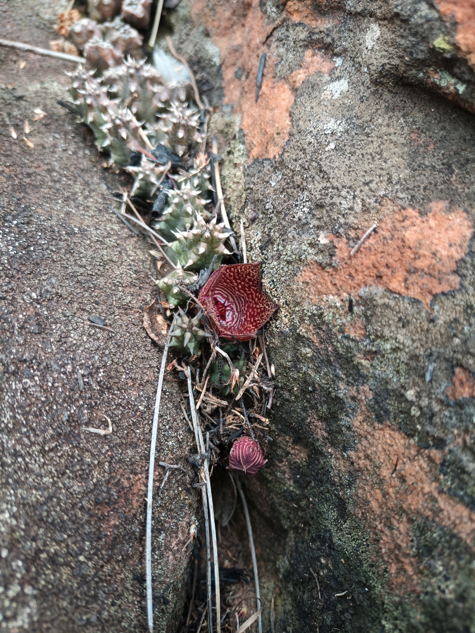 Ceropegia whitesloaneana