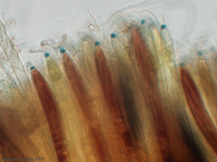 Geoglossum