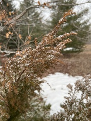 Juniperus communis depressa