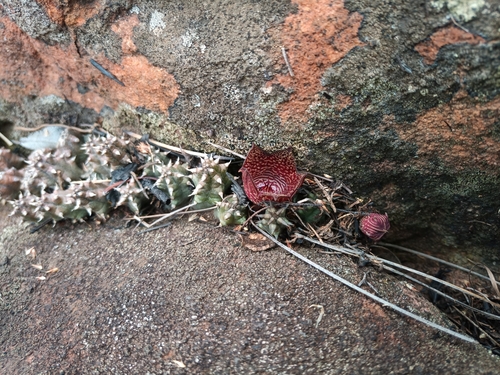 Ceropegia whitesloaneana