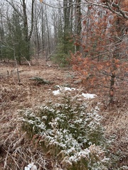 Juniperus communis depressa
