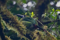 Aulacorhynchus prasinus