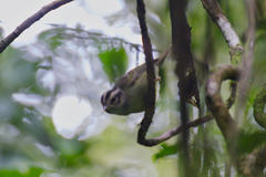 Basileuterus melanotis