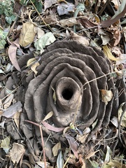Pheidole sykesii