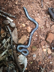 Afrotyphlops bibronii