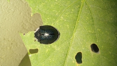 Cyrtonota