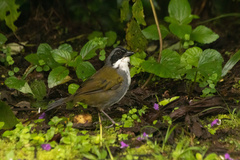 Arremon costaricensis