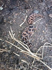 Pachydactylus vansoni