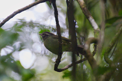 Basileuterus melanotis
