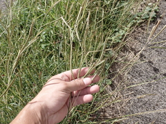 Dichanthium aristatum