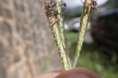 Dichanthium aristatum