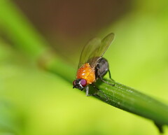 Sapromyza sciomyzina