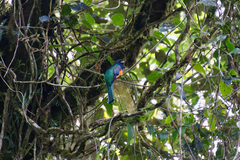 Trogon