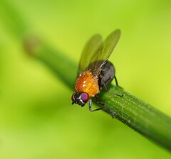 Sapromyza sciomyzina