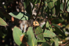 Eucalyptus nitida
