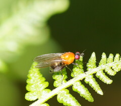 Sapromyza sciomyzina