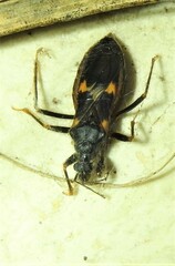Horcinia distincta
