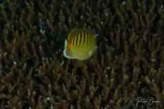 Chaetodon punctatofasciatus