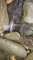 Archichauliodes diversus
