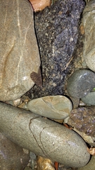 Archichauliodes diversus