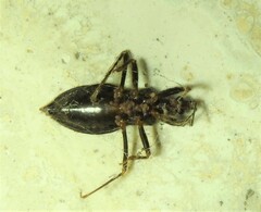 Horcinia distincta