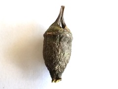 Eucalyptus cornuta