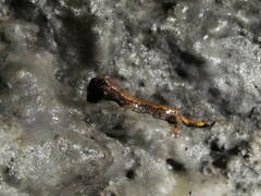 Speleomantes italicus