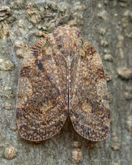 Aprivesa exuta