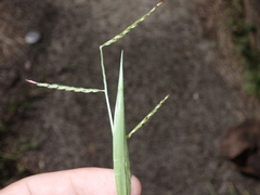 Urochloa distachya