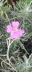 Malcolmia littorea