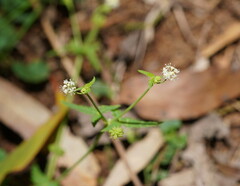 Hydrocotyle geraniifolia