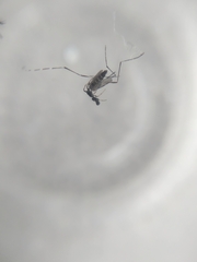 Cyclosa bulla