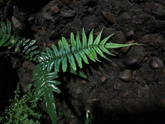 Pteris vittata