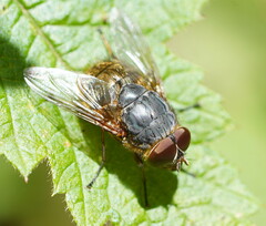 Calliphora stygia