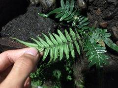 Pteris vittata