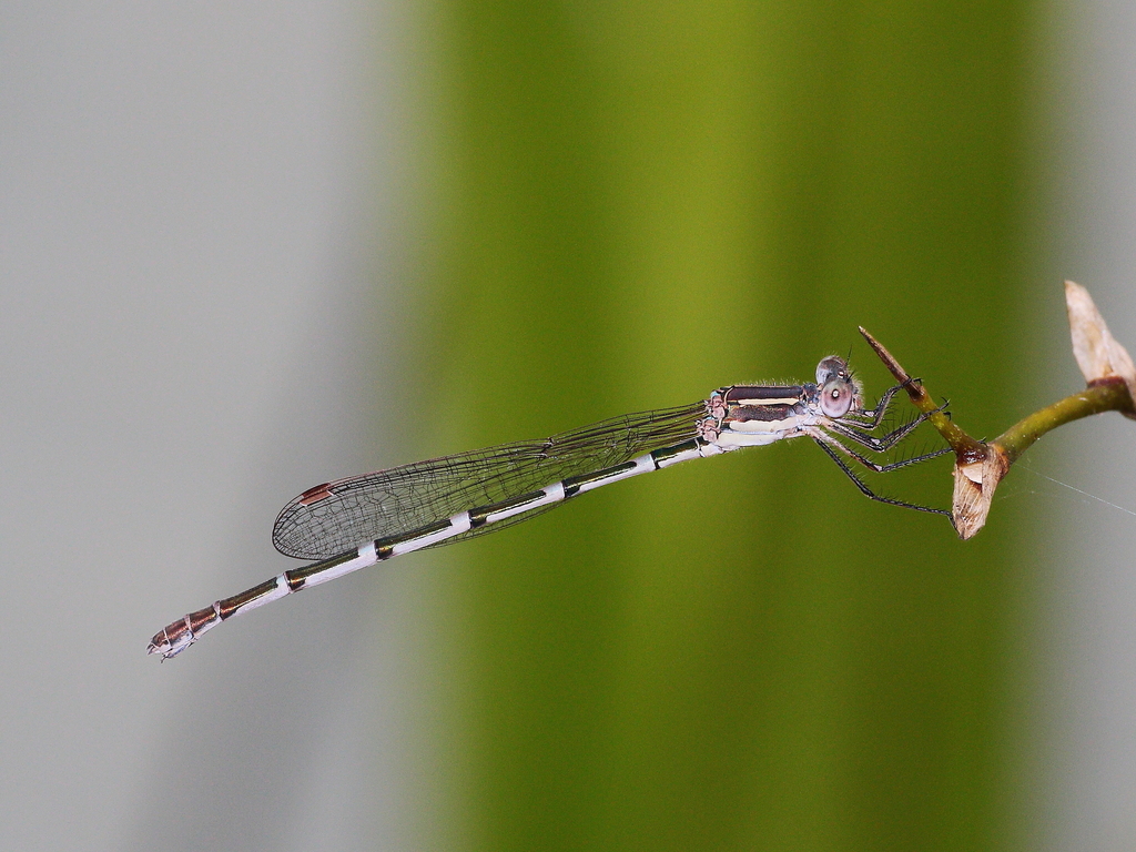 Wandering Ringtail