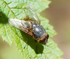 Calliphora stygia