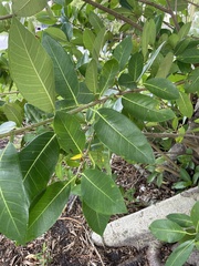 Ficus aurea
