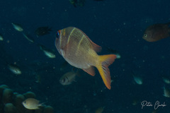 Monotaxis heterodon