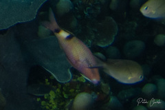 Parupeneus multifasciatus