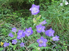 Campanula medium