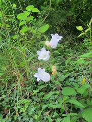 Campanula medium