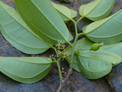 Celtis timorensis