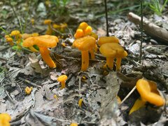 Cantharellus minor