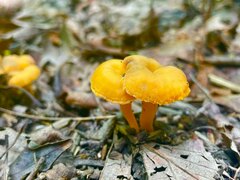 Cantharellus minor