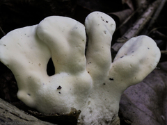 Loweomyces fractipes